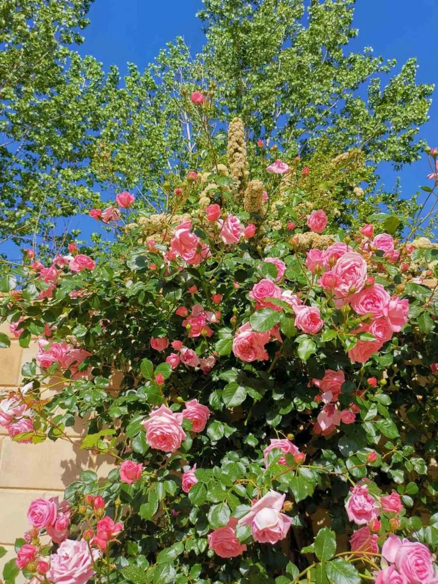 Image 3 of House of Roses