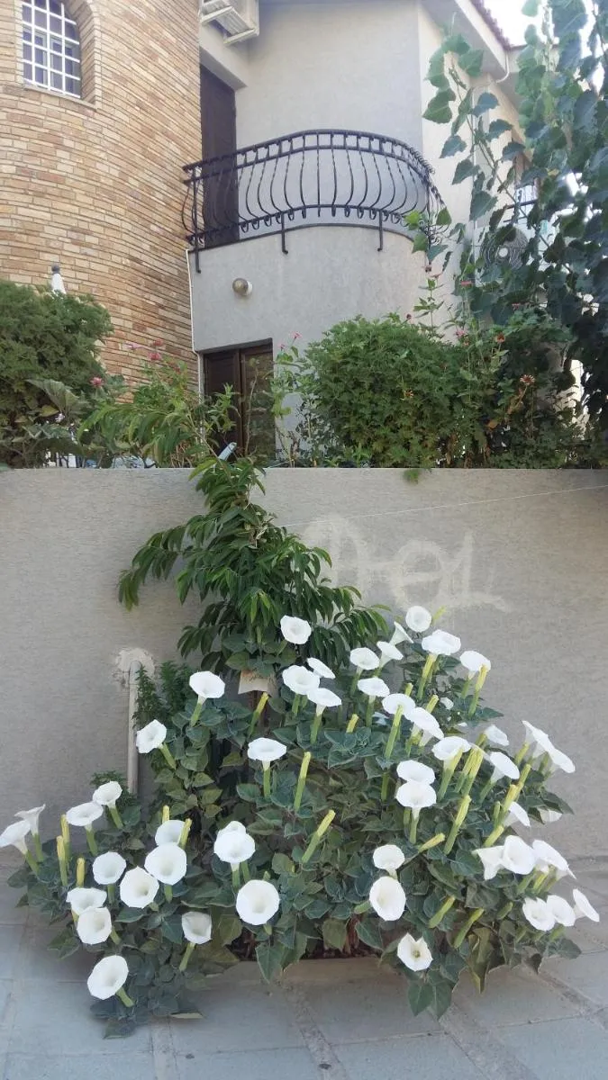 Image 3 of Nikola’s House