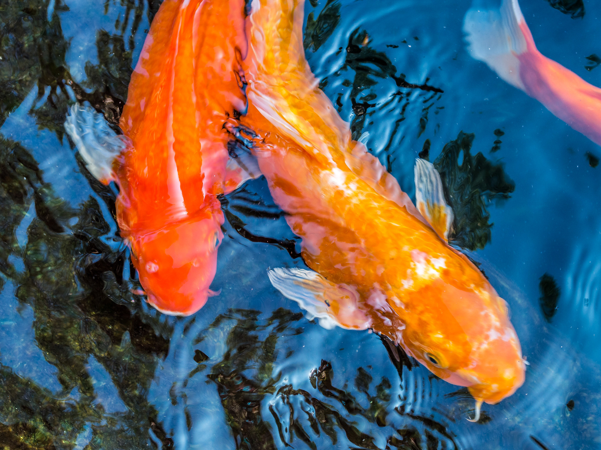 Limassol Zoo
