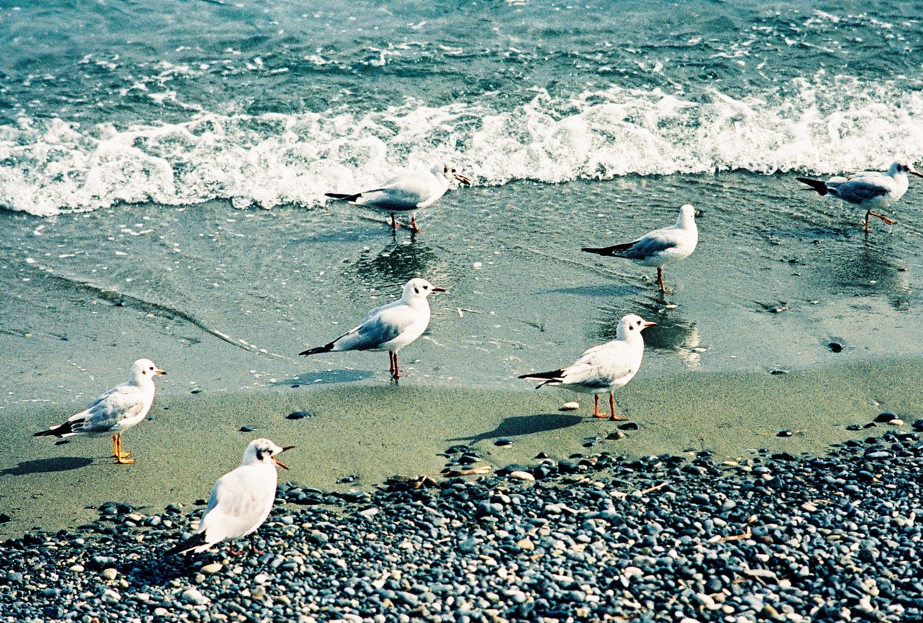 Lady’s Mile Beach